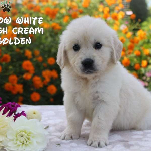 Snow White, Golden Retriever Puppy